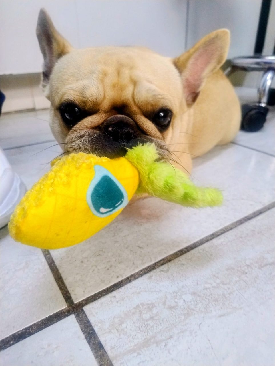 Foto